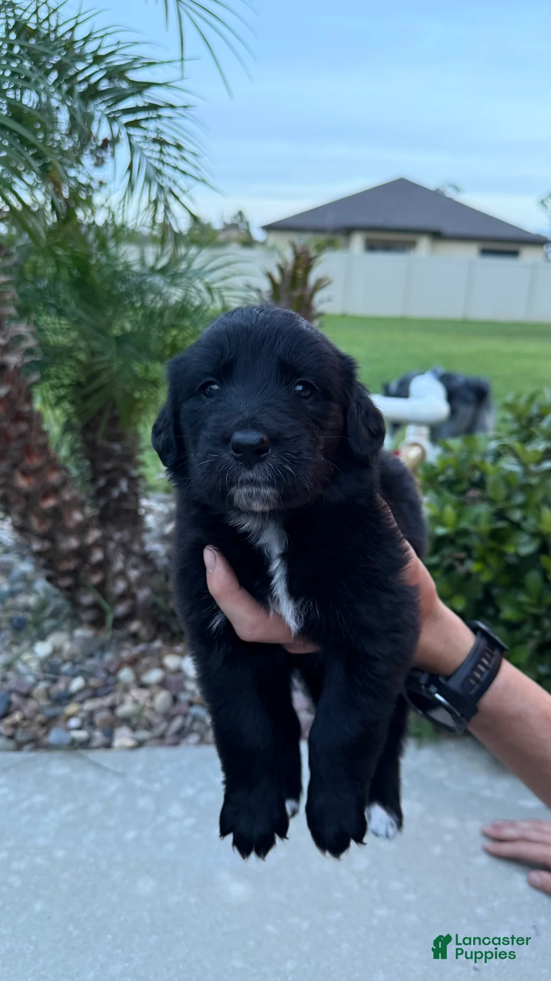 Mixed Breed dogs for sale: Ryder  - Ad 1