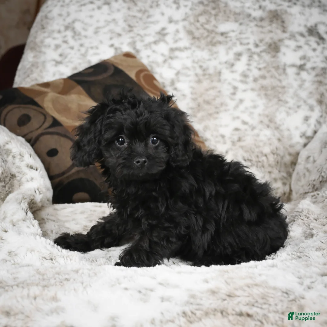Cavapoo dogs for sale: Saco - Ad 6