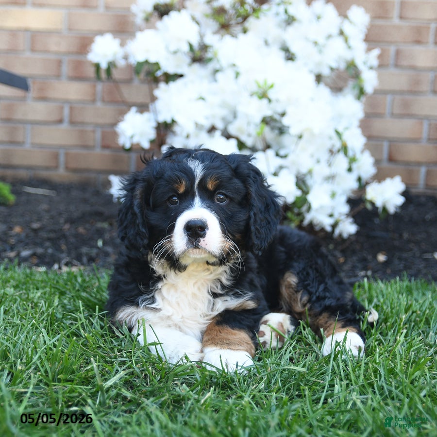 Miniature Bernese Mountain Dog dogs Duke - Ad 2
