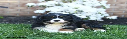 Miniature Bernese Mountain Dog dogs for sale: Duke - Ad 2