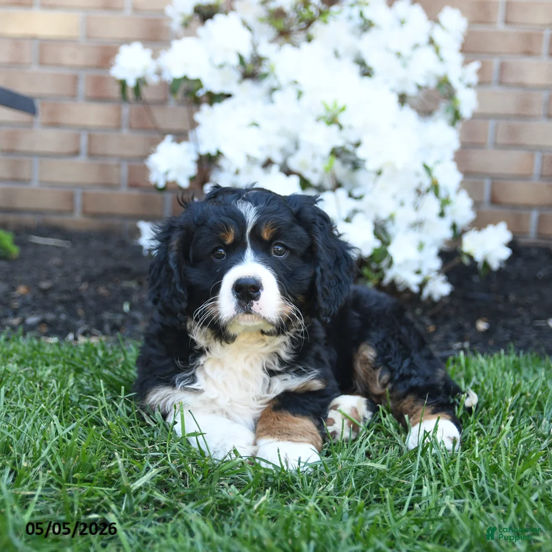 Miniature Bernese Mountain Dog dogs for sale: Duke - Ad 2