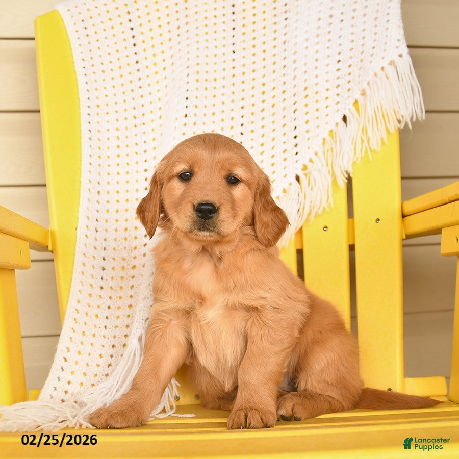 Golden Retriever dogs Pepper  - Ad 2