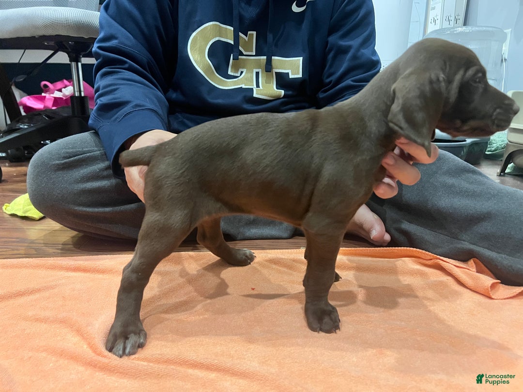 Mixed Breed dogs for sale: Mixed Breed Puppy 3 - Ad 1