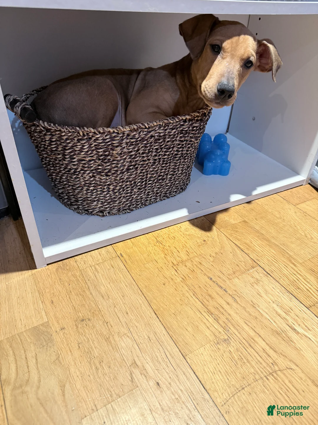 Mixed Breed dogs for sale: Munchkin  - Ad 2