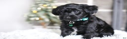 Yorkiepoo dogs for sale: Sutton - Ad 5