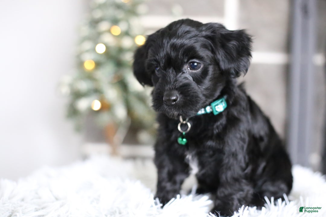 Yorkiepoo dogs for sale: Sutton - Ad 5