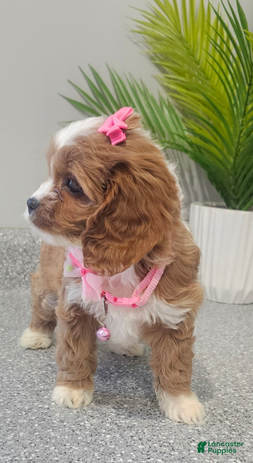 Cavapoo dogs for sale: Lil Shiloh  - Ad 8