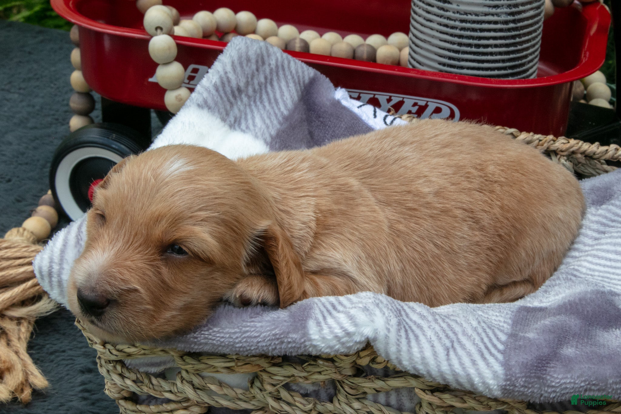 Miniature Dachshund dogs Skye - Ad 2