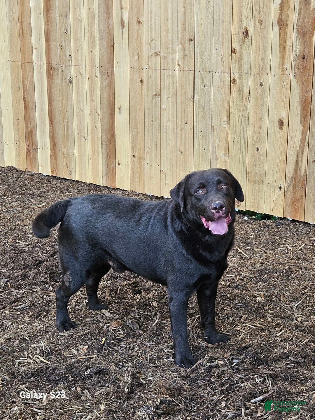 Labrador Retriever dogs for sale: Snow white  - Ad 4