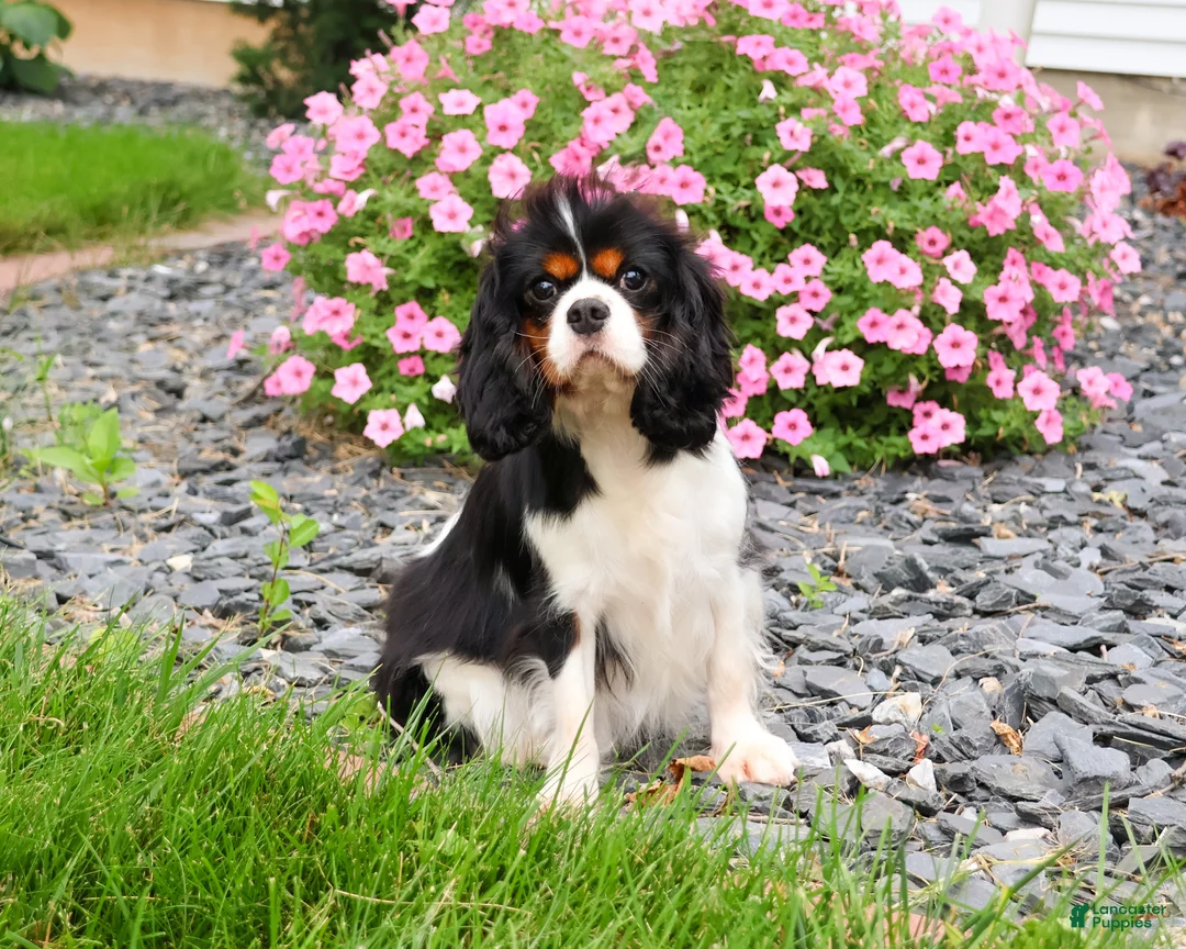 Cavalier King Charles Spaniel dogs for sale: Karli  - Ad 1