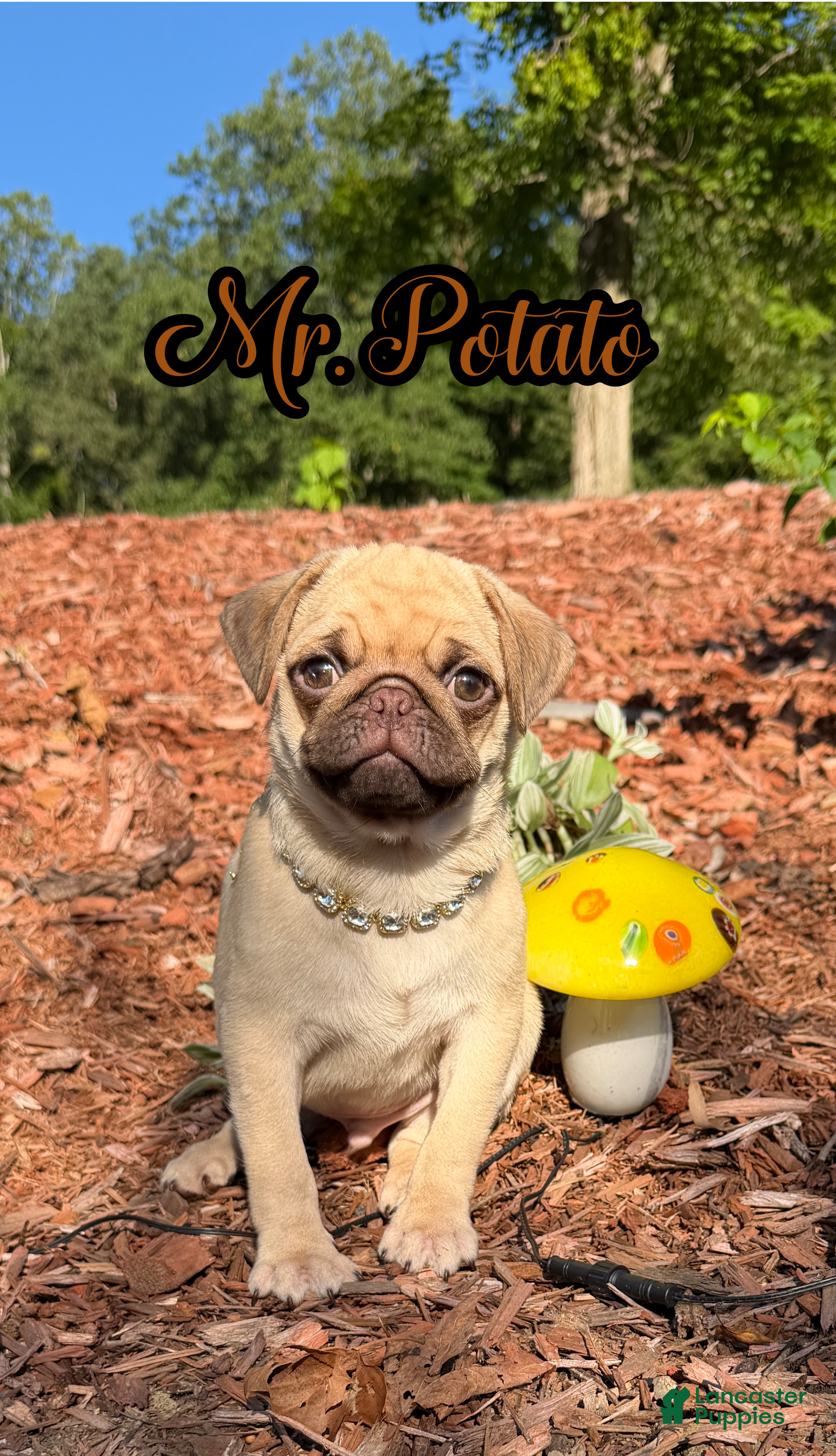 Pug dogs Mr. Potato  - Ad 1