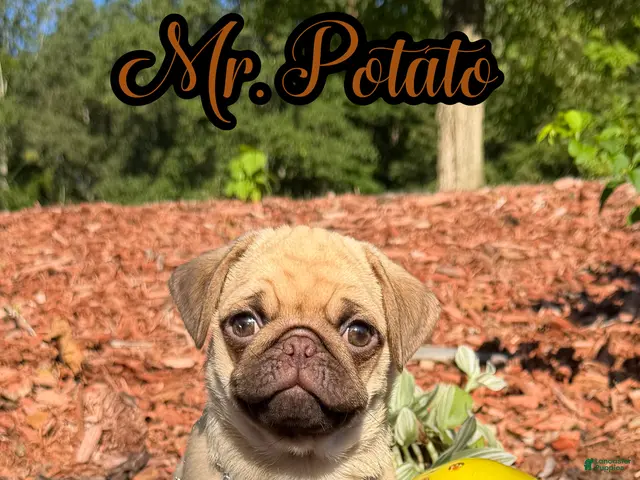 Pug dogs for sale: Mr. Potato - Ad 1
