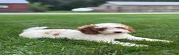 Mini Goldendoodle dogs for sale: Griffin - Ad 3