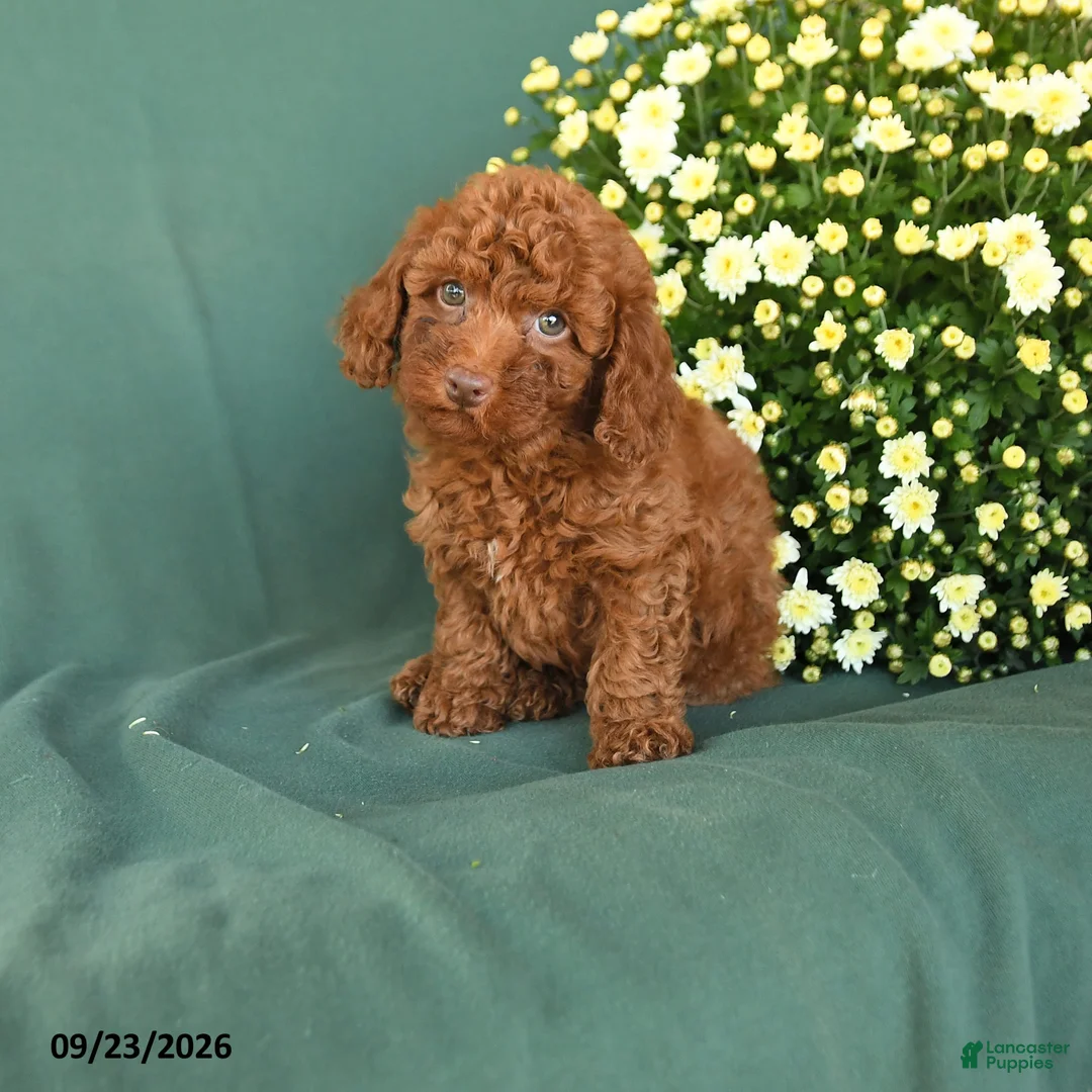 Toy Poodle dogs for sale: Micah - Ad 1