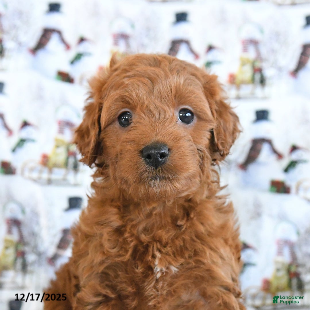 Mini Goldendoodle dogs for sale: Finn - Ad 5