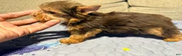 Yorkshire Terrier dogs for sale: Expresso - Ad 7