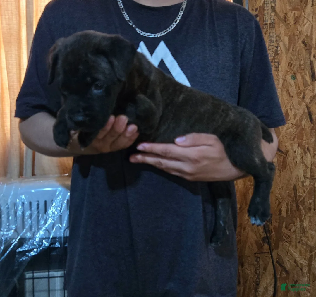 Mixed Breed dogs for sale: Hawks Bud - Ad 2