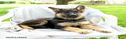 German Shepherd dogs for sale: Dakota - Ad 3