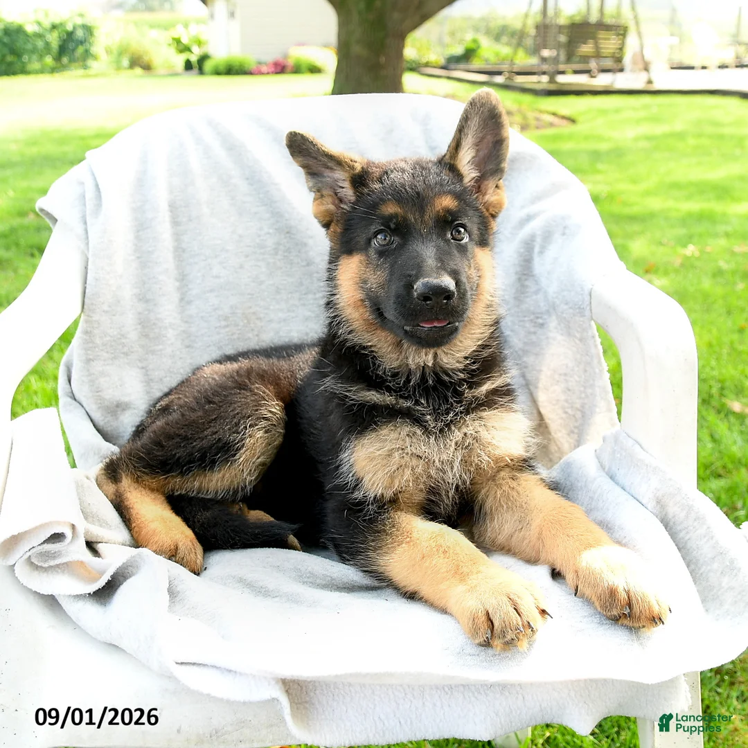 German Shepherd dogs for sale: Dakota - Ad 3