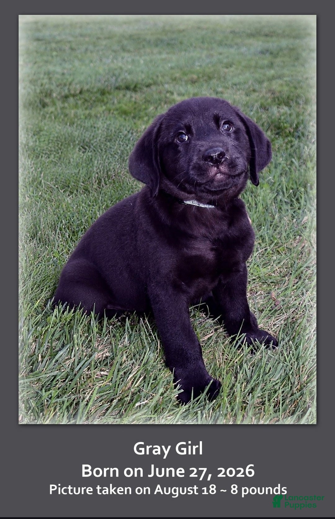 Goldador dogs Goldador 5 - Ad 1