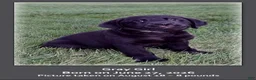 Goldador dogs for sale: Goldador 5 - Ad 1