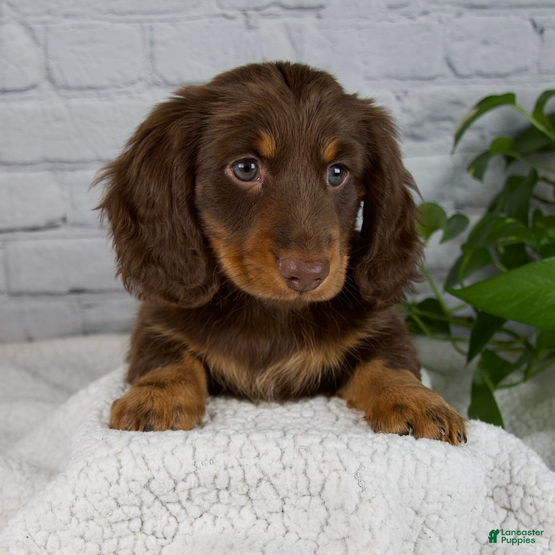 Miniature Dachshund dogs for sale: Manning - Ad 2