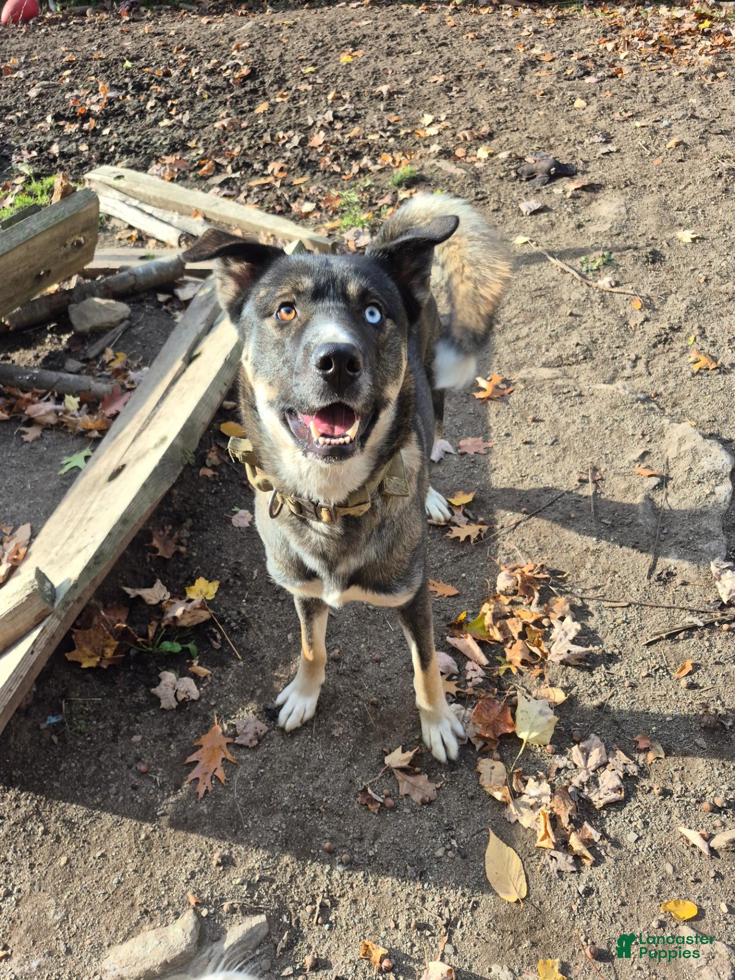 Mixed Breed dogs for sale: Rollo - Ad 1