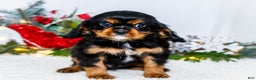 Cavalier King Charles Spaniel dogs for sale: Garland - Ad 6