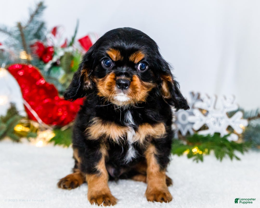 Cavalier King Charles Spaniel dogs for sale: Garland - Ad 6