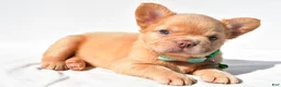 French Bulldog dogs for sale: Phoenix  - Ad 4