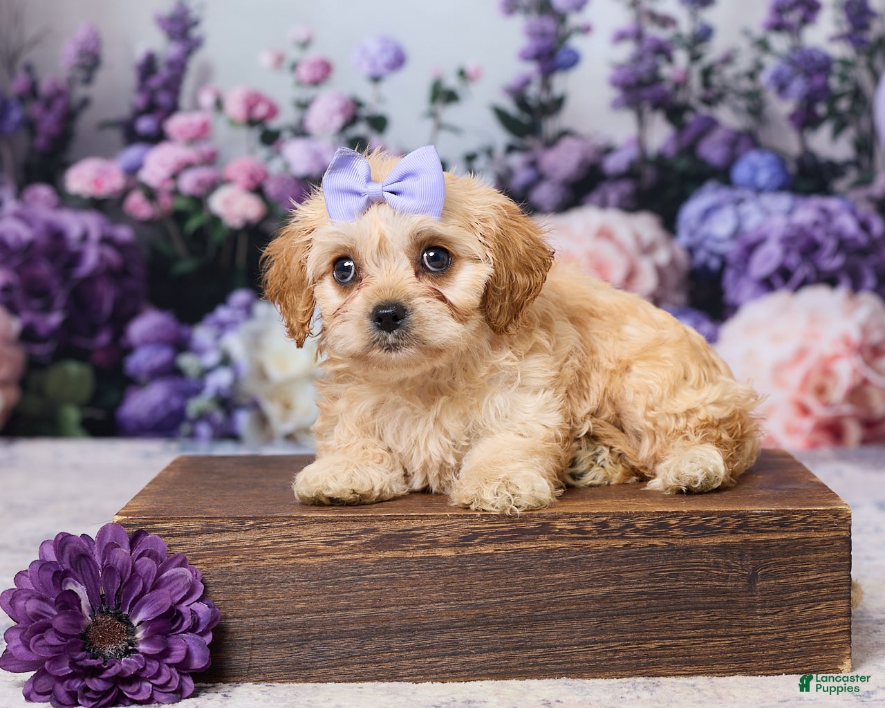 Cavachon dogs Abby - Ad 1
