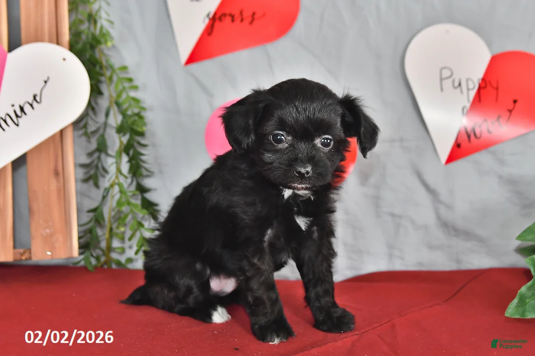 Mixed Breed dogs for sale: Bonsai - Ad 2