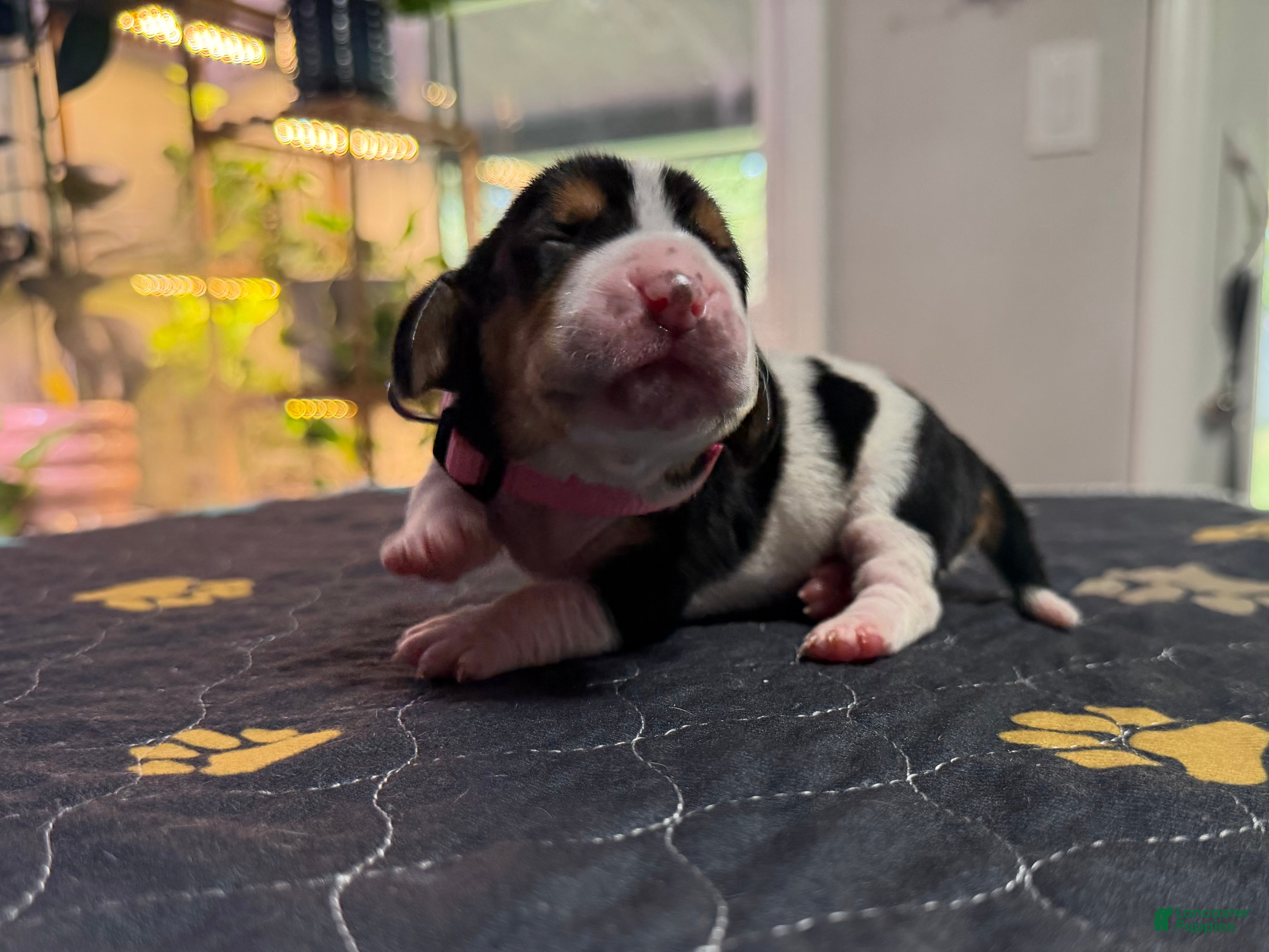 Basset Hound dogs Sofia- pink  - Ad 2