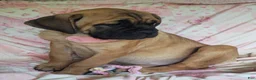 Cane Corso dogs for sale: Abby - Ad 8