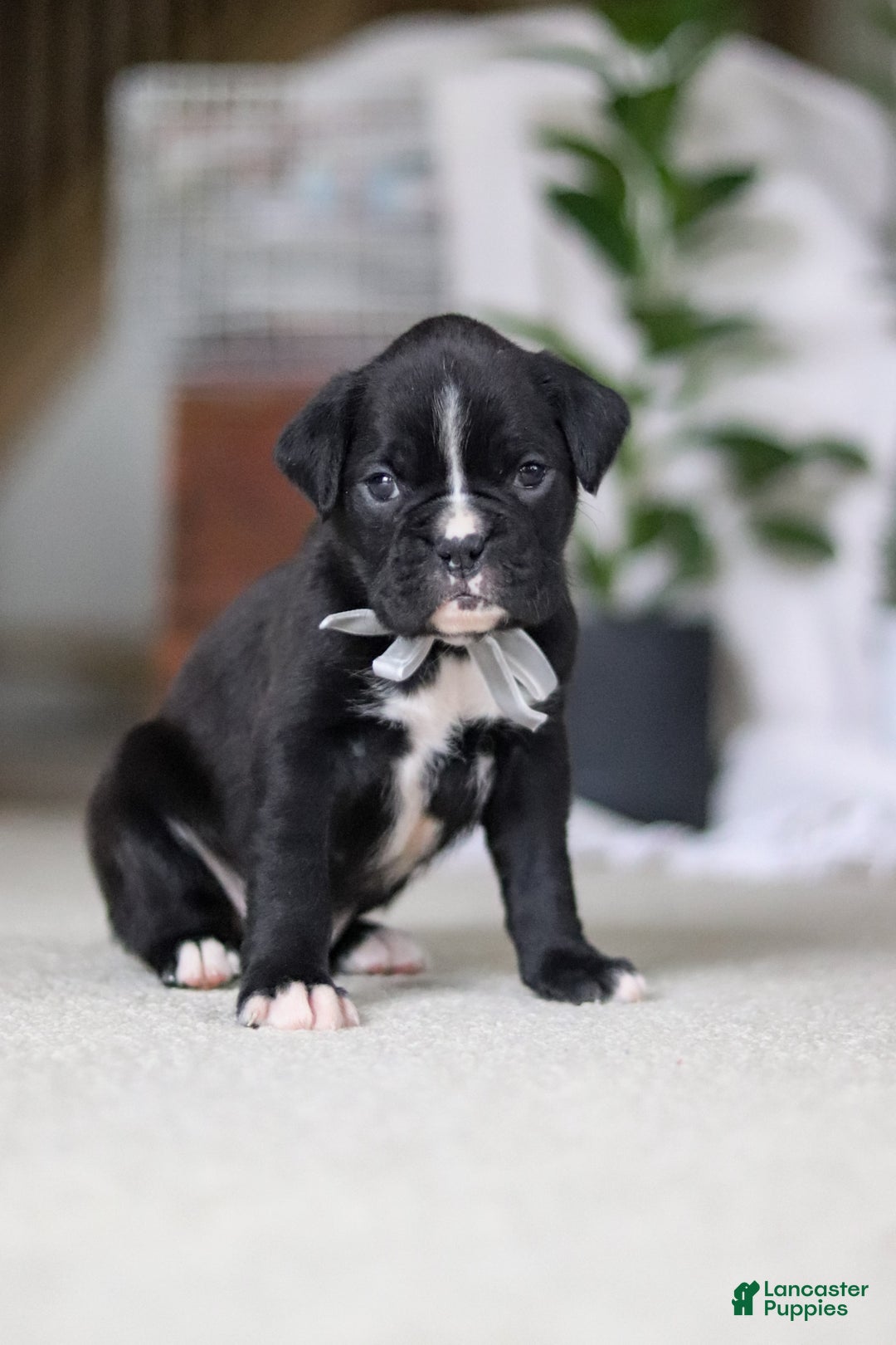 Boxer dogs for sale: Diesel - Ad 4