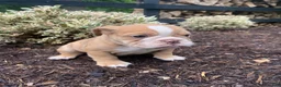 English Bulldog dogs for sale: Pearl - Ad 11