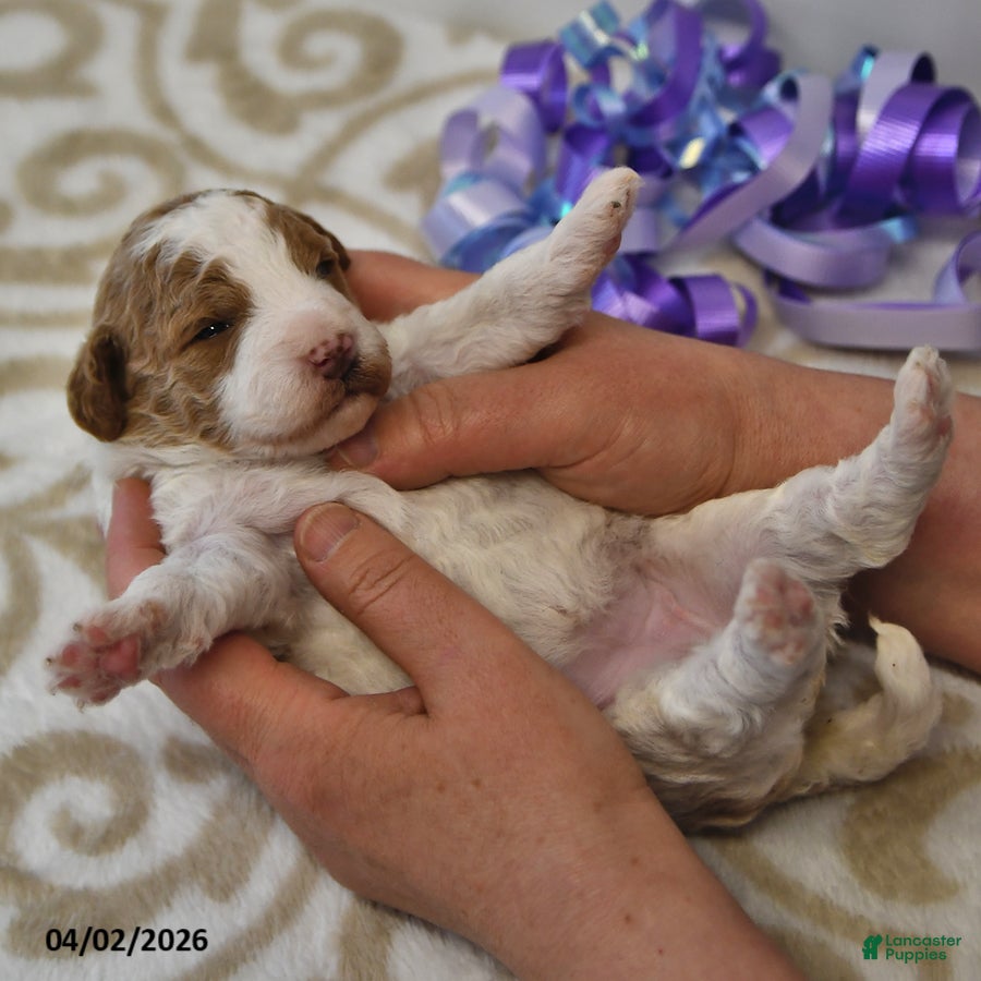 Mini Goldendoodle dogs Sassy - Ad 2