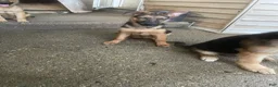 German Shepherd dogs for sale: Tiny girl - Ad 11