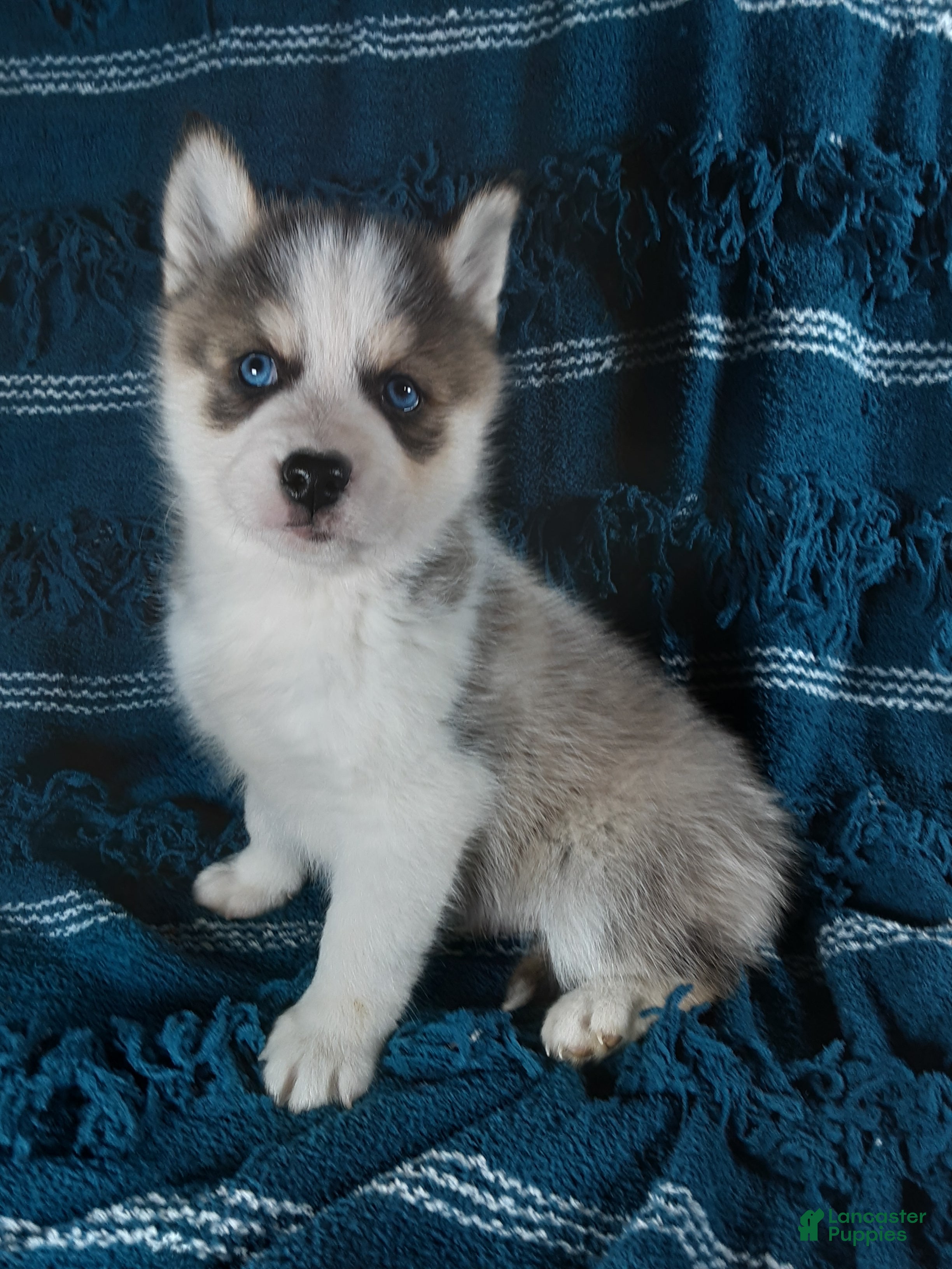 Pomsky dogs  Puppy 3 Smokey  - Ad 1