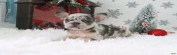 French Bulldog dogs for sale: Addie - Ad 4