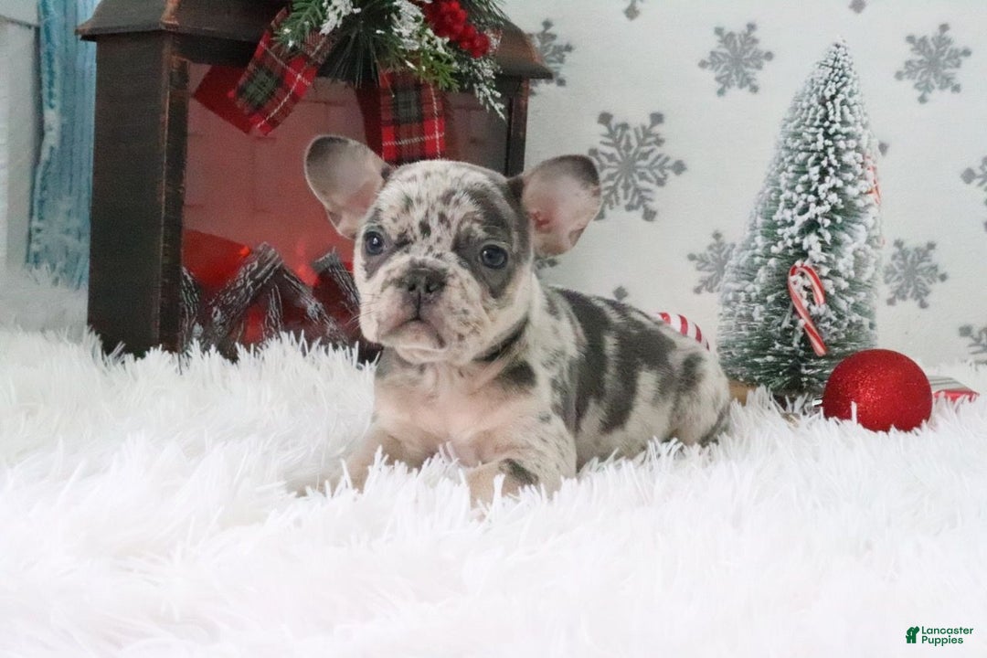 French Bulldog dogs for sale: Addie - Ad 4