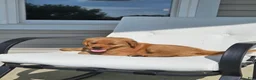 Golden Retriever dogs for sale: Dakota  - Ad 5