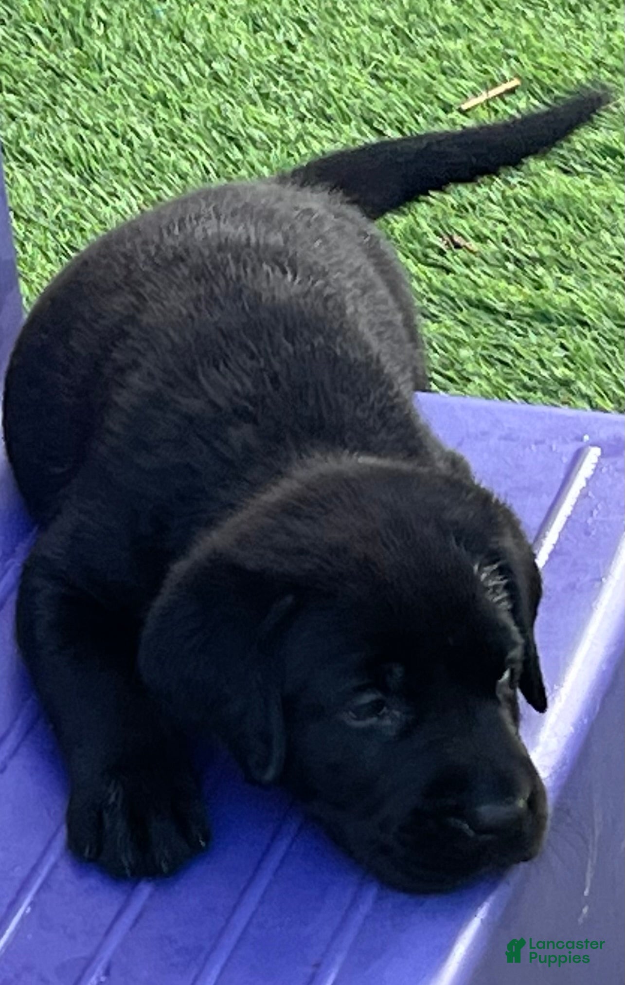 Labrador Retriever dogs for sale: Pumpernickel Blk Female w/white chest patch - Ad 4