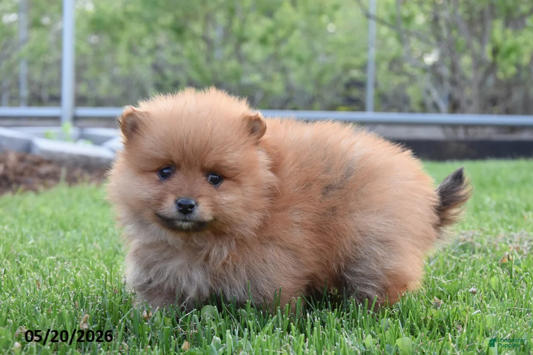 Pomeranian dogs for sale: Jett - Ad 2