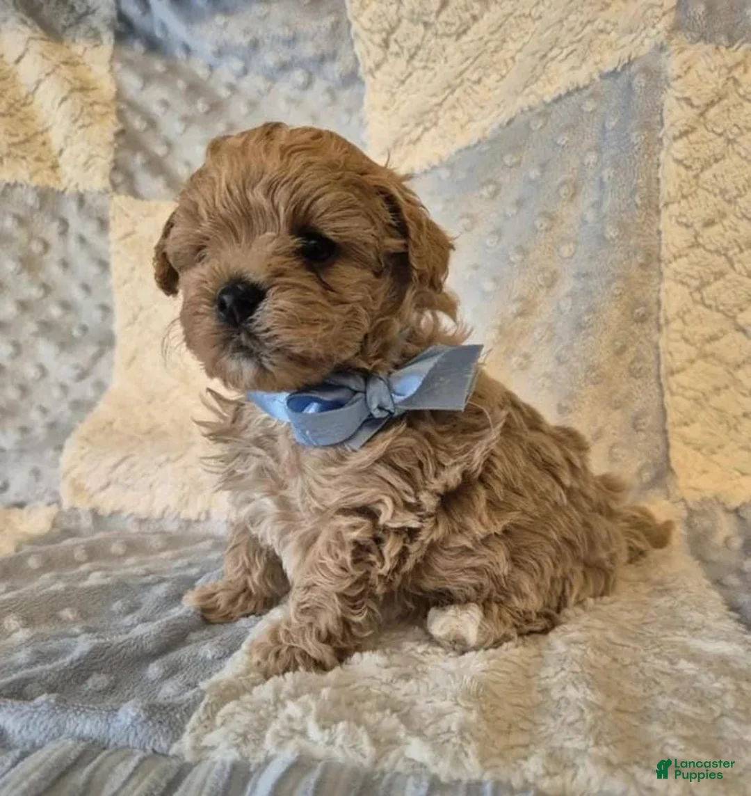 Maltipoo dogs for sale: Lexxie - Ad 11
