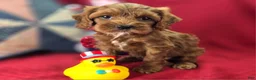 Cockapoo dogs for sale: Emily - Ad 3