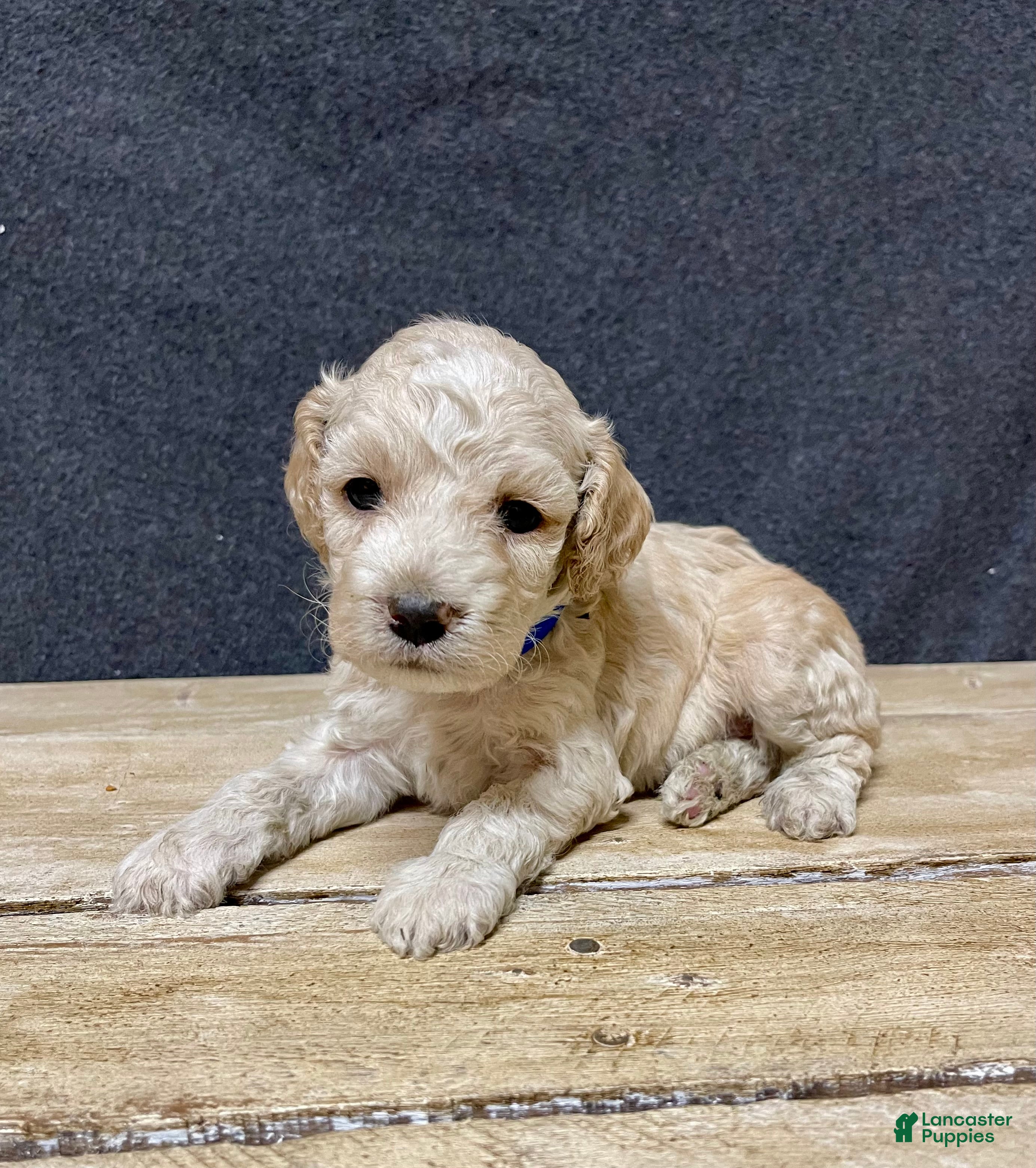 Cockapoo dogs Maximus - Ad 2