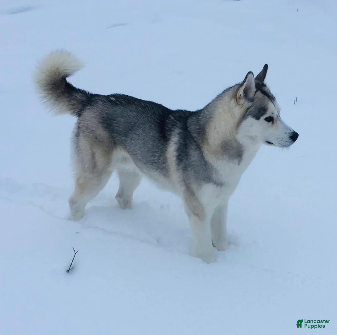 Siberian Husky dogs for sale: Yoshi - Ad 5