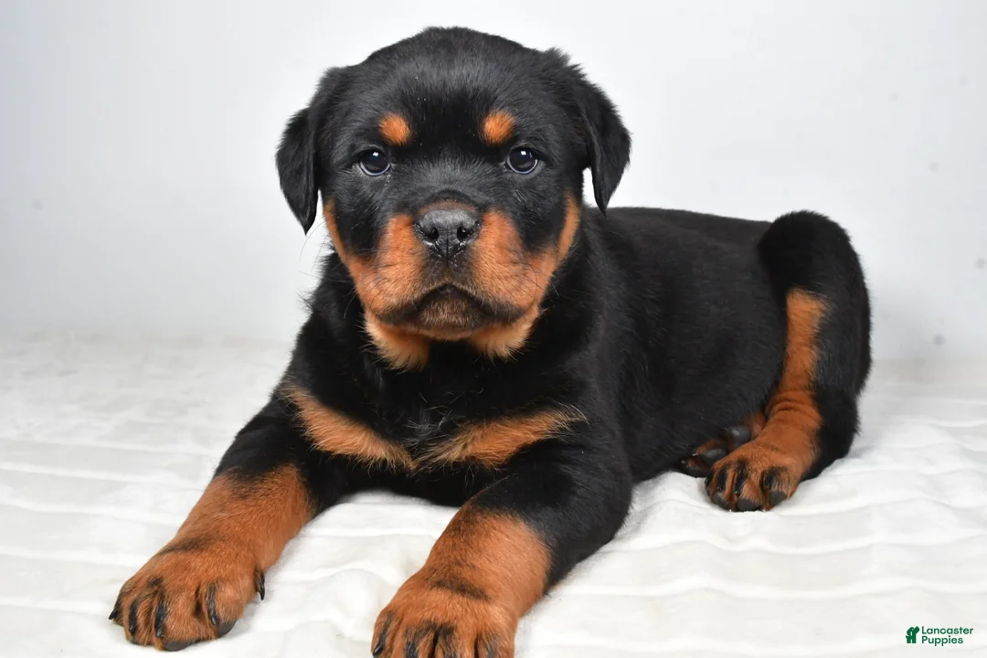 Rottweiler dogs for sale: Prince - Ad 3