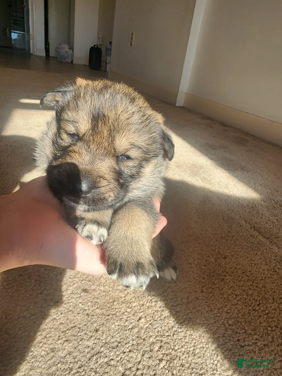 Mixed Breed dogs for sale: Mixed Breed Puppy 2 - Ad 1